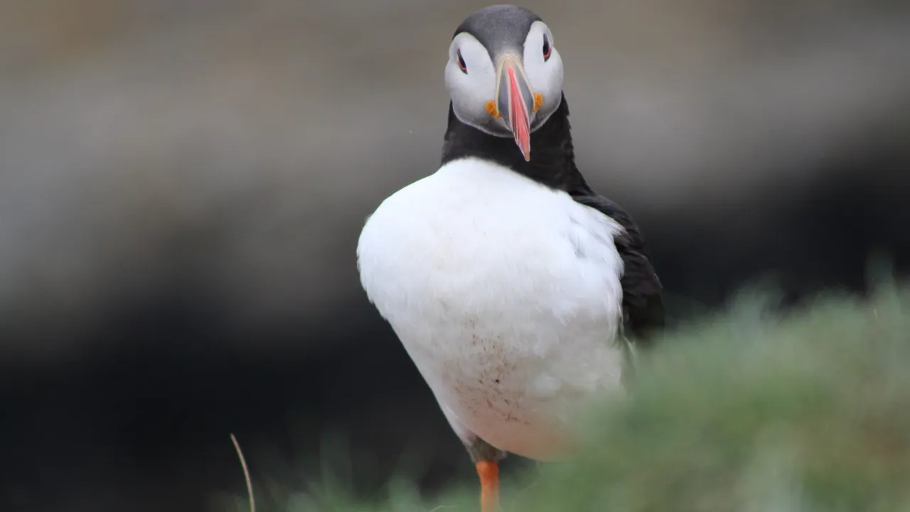 Puffins